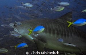Tiger shark coming in for a closer look. by Chris Miskavitch 